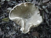 松茸3.jpg