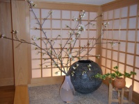 桜 01.jpg