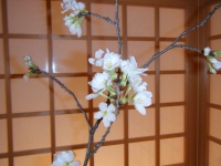 桜 02.jpg