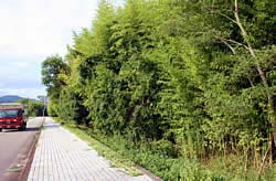 西新町竹林整備.jpg