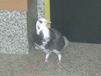 鳥1.jpg