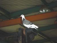 鳥2.jpg