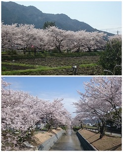 リビングから見える桜