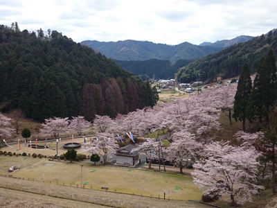 桜