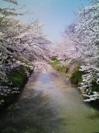 川沿いの桜