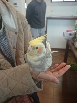 オカメインコちゃん