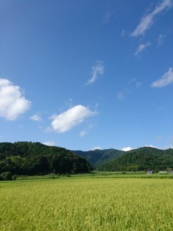 青空と田んぼの緑