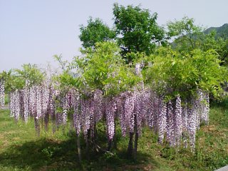 満開です