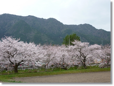 桜