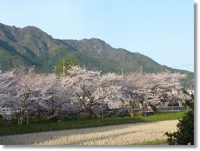 花見ができる家