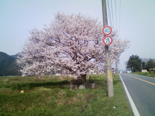 桜の木