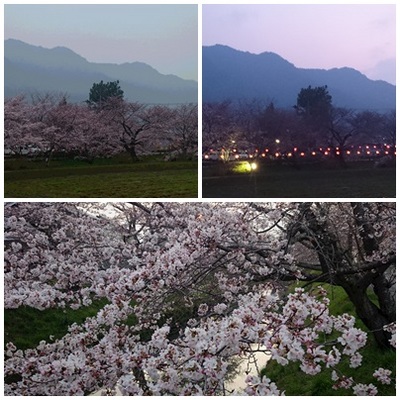 川沿いの桜