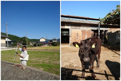 測量と牛さん