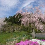 丹波市　桜　春日工務店