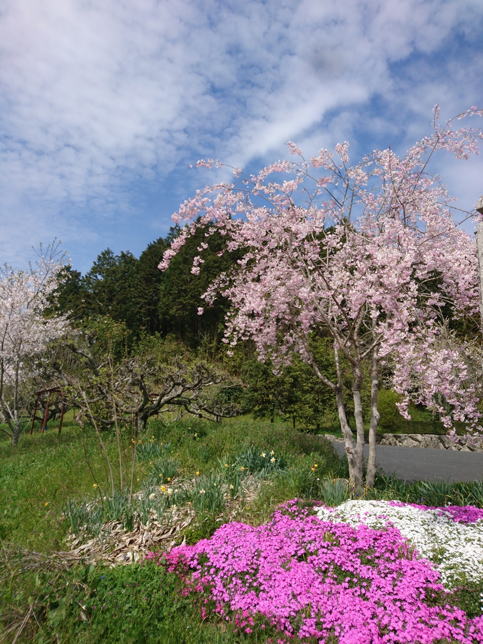 丹波市　桜　春日工務店