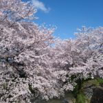 桜　春日工務店　丹波市　川沿い