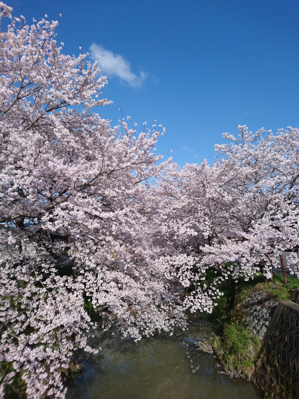 桜　春日工務店　丹波市　川沿い