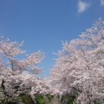 満開の桜　春日工務店