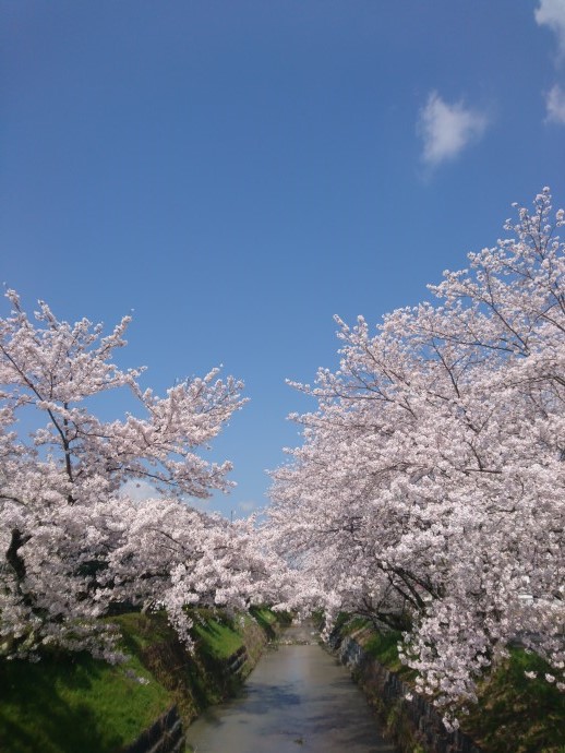 満開の桜　春日工務店